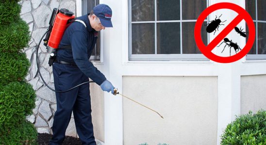Tirebolu Pire İlaçlama böcek ilaçlama ve haşere kontrolü — ilaclama-tr.com